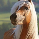 Epona's Voice - Animal Shelters