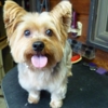 NANCY`S PROFESSIONAL DOG GROOMING gallery