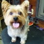 NANCY`S PROFESSIONAL DOG GROOMING