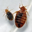 pros in control pest services - Pest Control Services