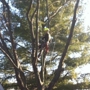 Dave's Tree Service