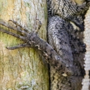 Pest Wildlife Removal - Pest Control Services