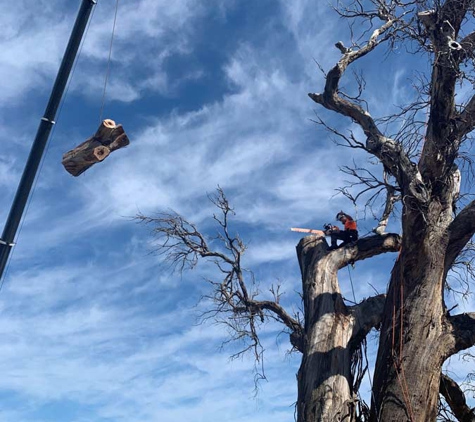 Southern Trees