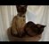 Cowes Veterinary Surgery - Veterinary Surgeons