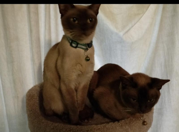 Cowes Veterinary Surgery - Cowes, VIC. Sakura RIP on the left