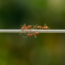 Hatten's Pest Solutions Inc - Pest Control Equipment & Supplies