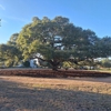 Texas Tree Services gallery