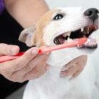 Mobile Dog Grooming of Simi Valley Thousand Oaks