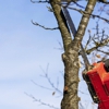 True Tree Service gallery