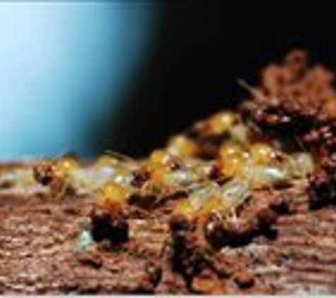 Termisoil Termite & Pest Control - Baytown, TX