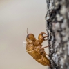 Missouri Pest Management gallery