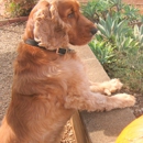 Bowdon Animal Hospital