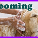 Country Pet Lodge & Salon - Pet Services