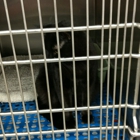 Petsense by Tractor Supply