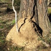 Gallery Image Number 7