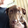 Dekalb Animal Hospital gallery