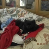 Family Animal Hospital gallery