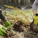 Above All Tree Service - Tree Service