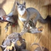 Darrell's Taxidermy gallery