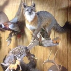 Darrell's Taxidermy