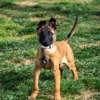 K9 Courage Dog Training gallery