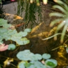 Complete Pond Care gallery
