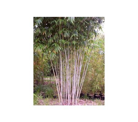Bamboos Wholesale - Boreen Point, QLD