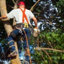 East Coast Tree Experts LLC - Stump Removal & Grinding