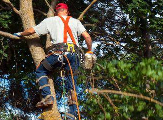 East Coast Tree Experts LLC - Boonville, NC