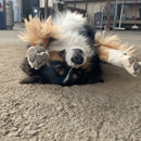 Styles Pet Grooming - Pet Services
