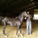 Circle C Stables - Horse Training