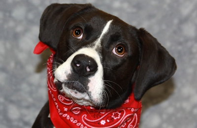 Kentucky Humane Society Adoptions At St Matthews Feeders Supply