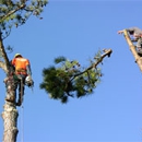 Sure Cut  Tree Service - Tree Service