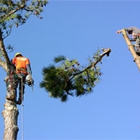 Sure Cut  Tree Service