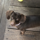 Pamlico Animal Hospital - Veterinarians