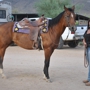 Cave Springs Horse Boarding