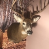 Corcoran Taxidermy gallery