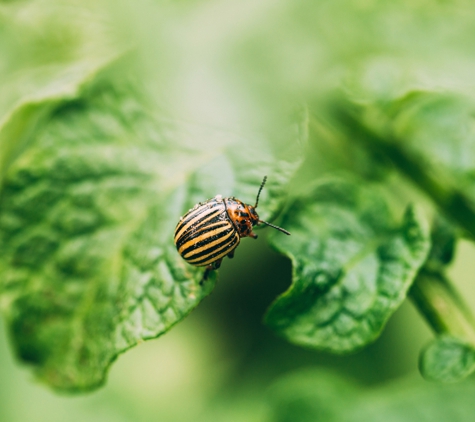 Eco Expert Pest Management