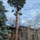 Tree Service Denver - Tree Service
