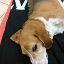 Animal ER of University Park