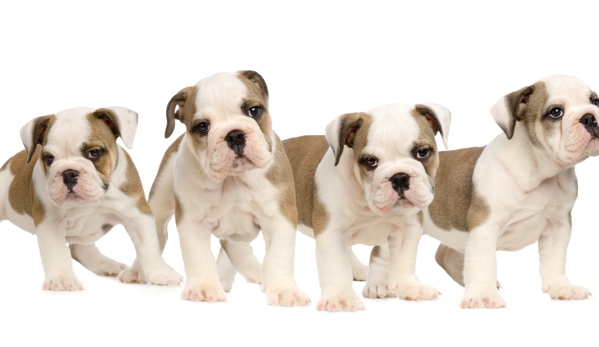 Puppies Galore & More - Jacksonville, FL