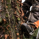Lakewood Tree Service - Tree Service