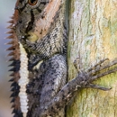 Liberty Wildlife Removal - Pest Control Services
