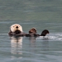 Alaska Fjord Charters