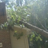 Jeff's Tree Service gallery