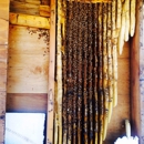 Arizona pollinators - Bee Control & Removal Service
