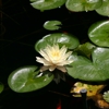 Beautiful Ponds & Gardens gallery