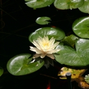 Beautiful Ponds & Gardens - Ponds & Pond Supplies