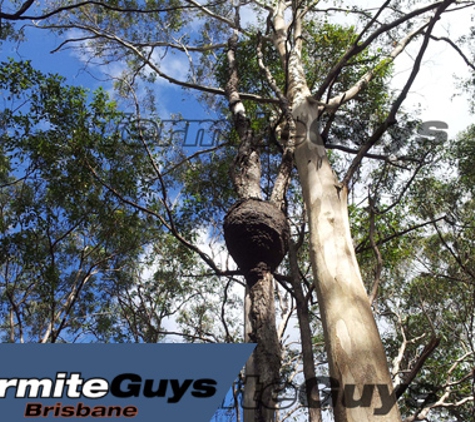 Termite Guys Brisbane. Fast, Safe, Effective Pest Control