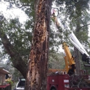 Acadia Tree & Stump Removal - Tree Service